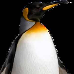 Meet your Posher, Ben